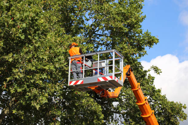 How Our Tree Care Process Works  in  La Joya, TX